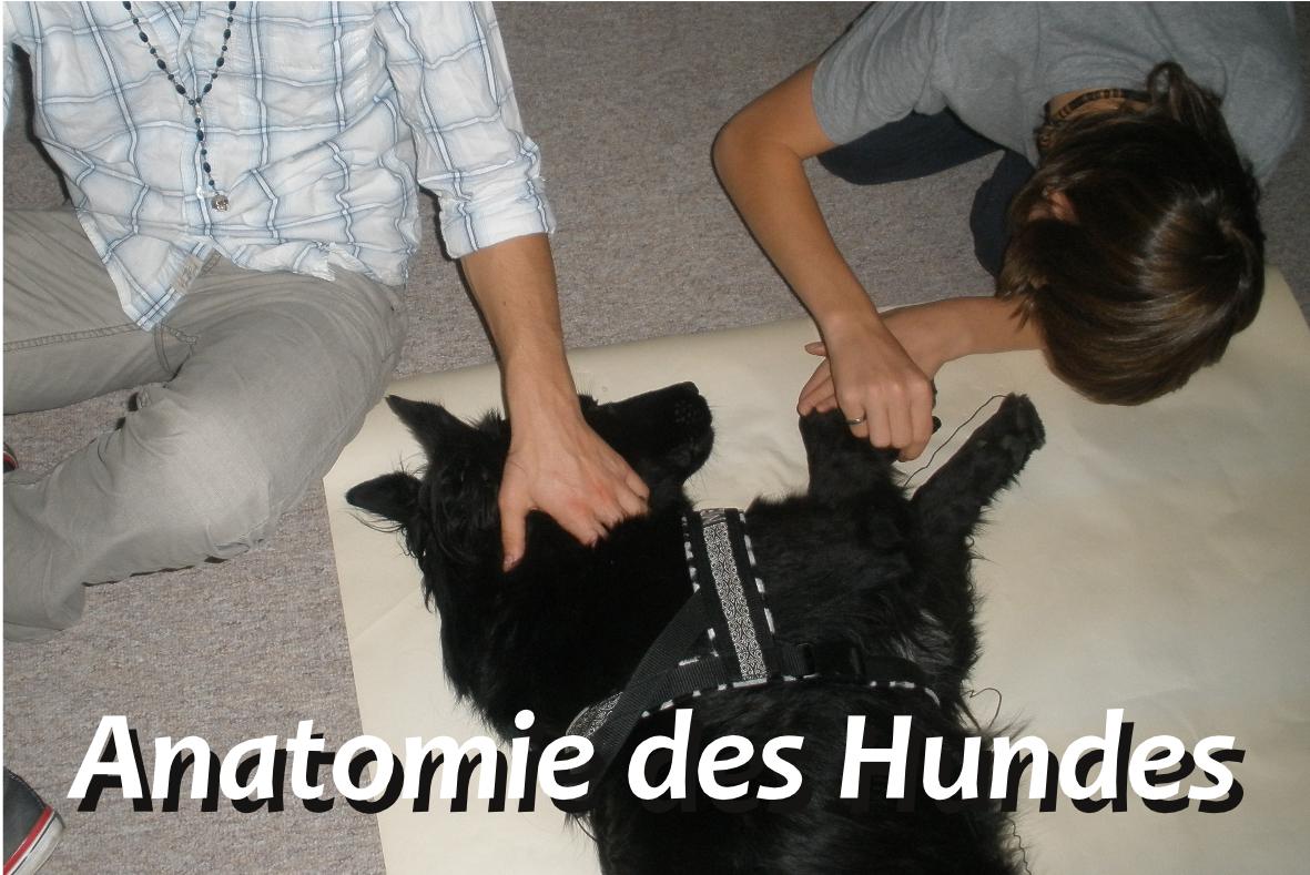 Anatomie des Hundes