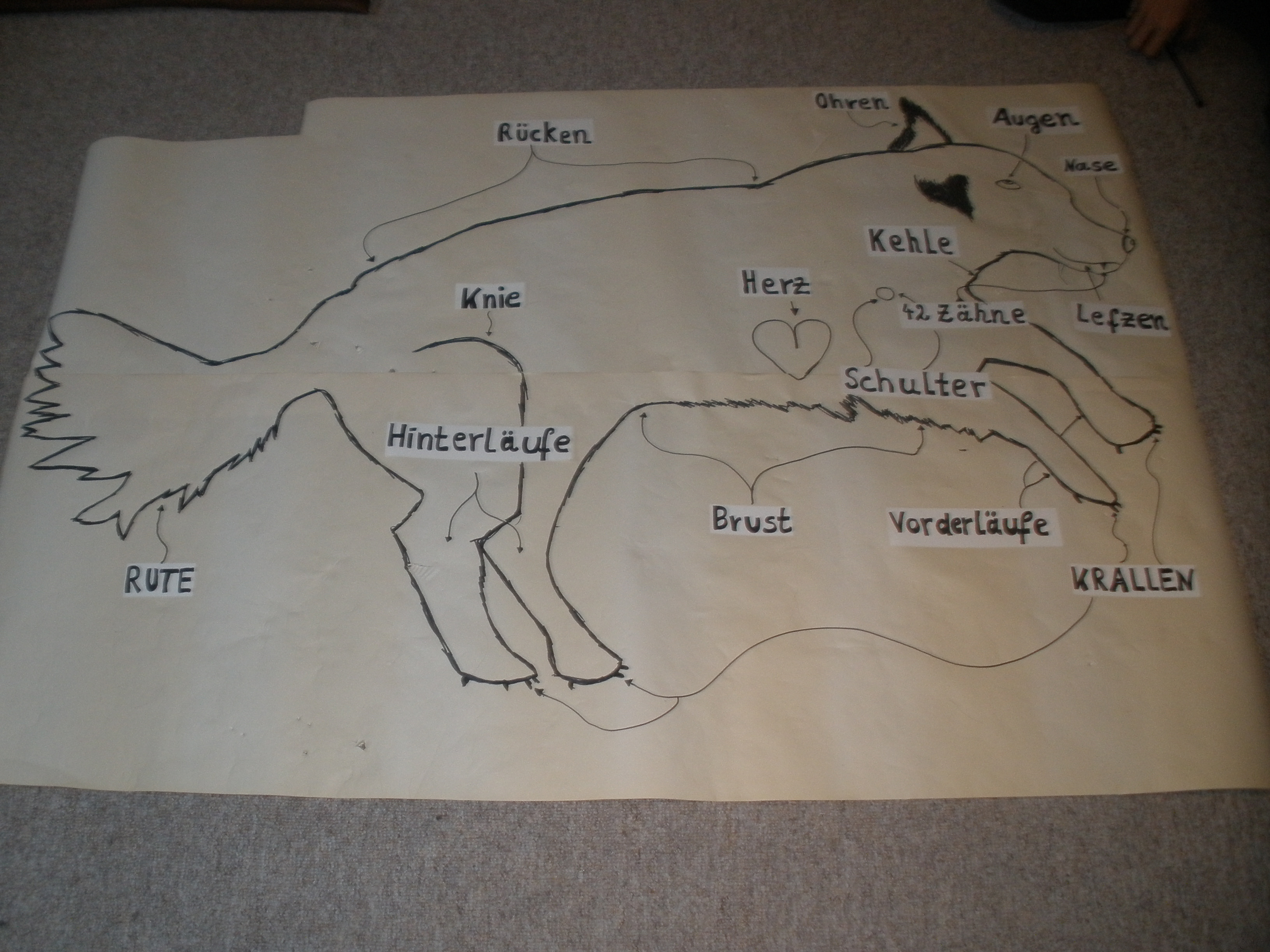 Anatomie 5