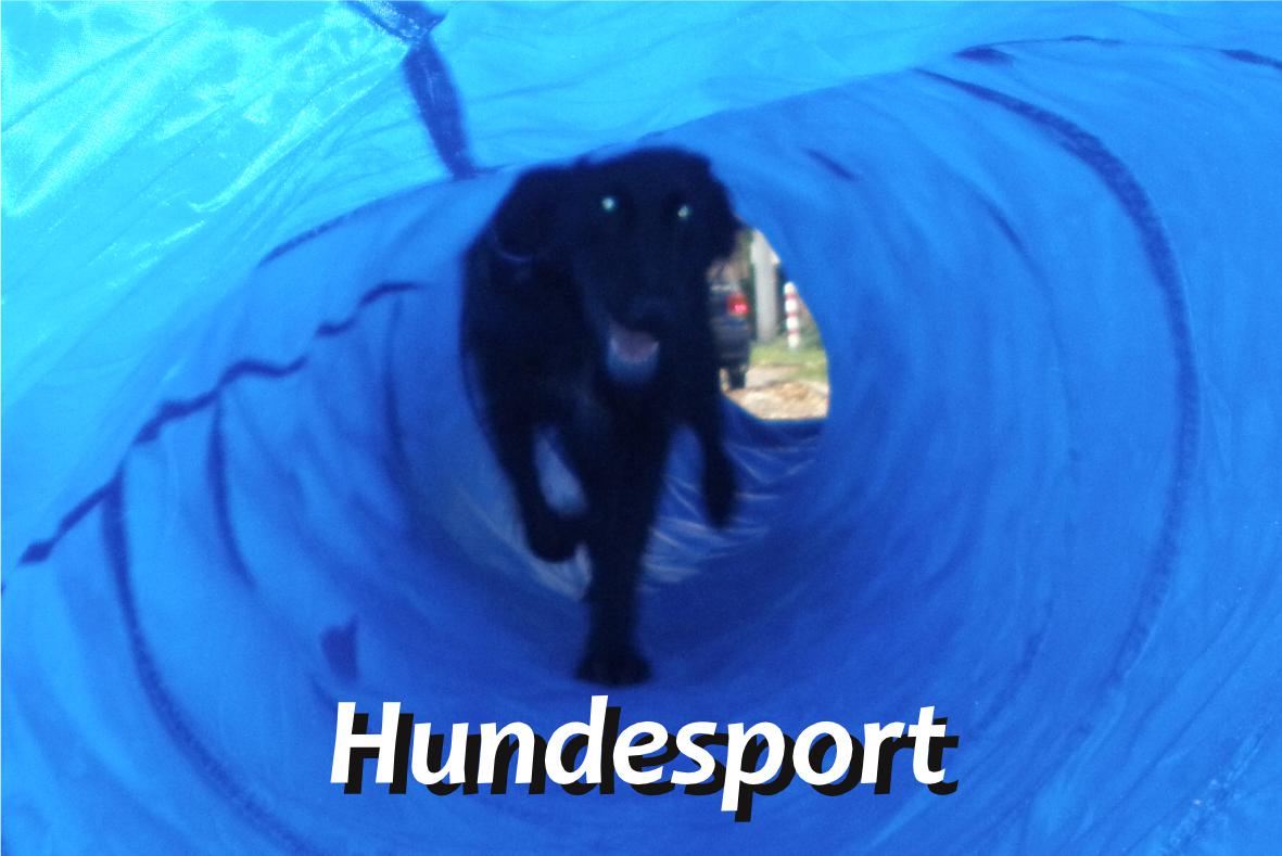Hundesport mit Lennox