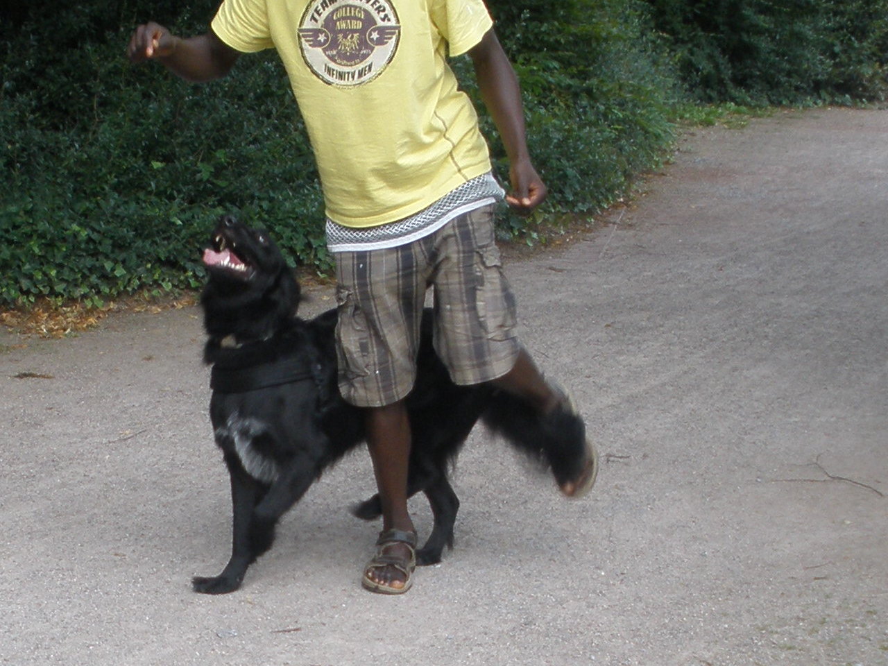 Hundesport 4