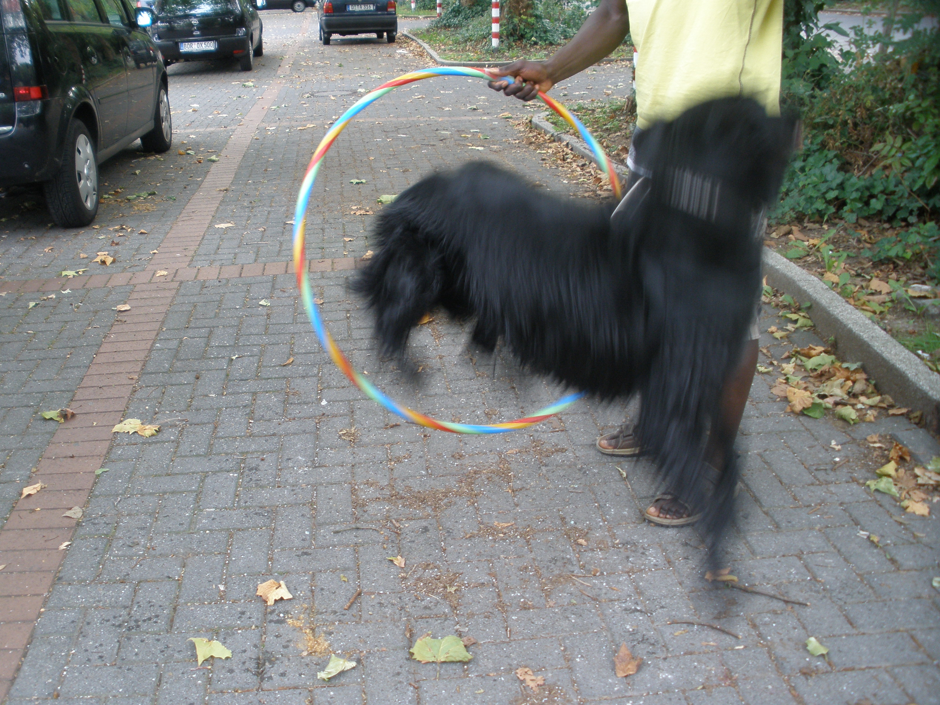 Hundesport 5