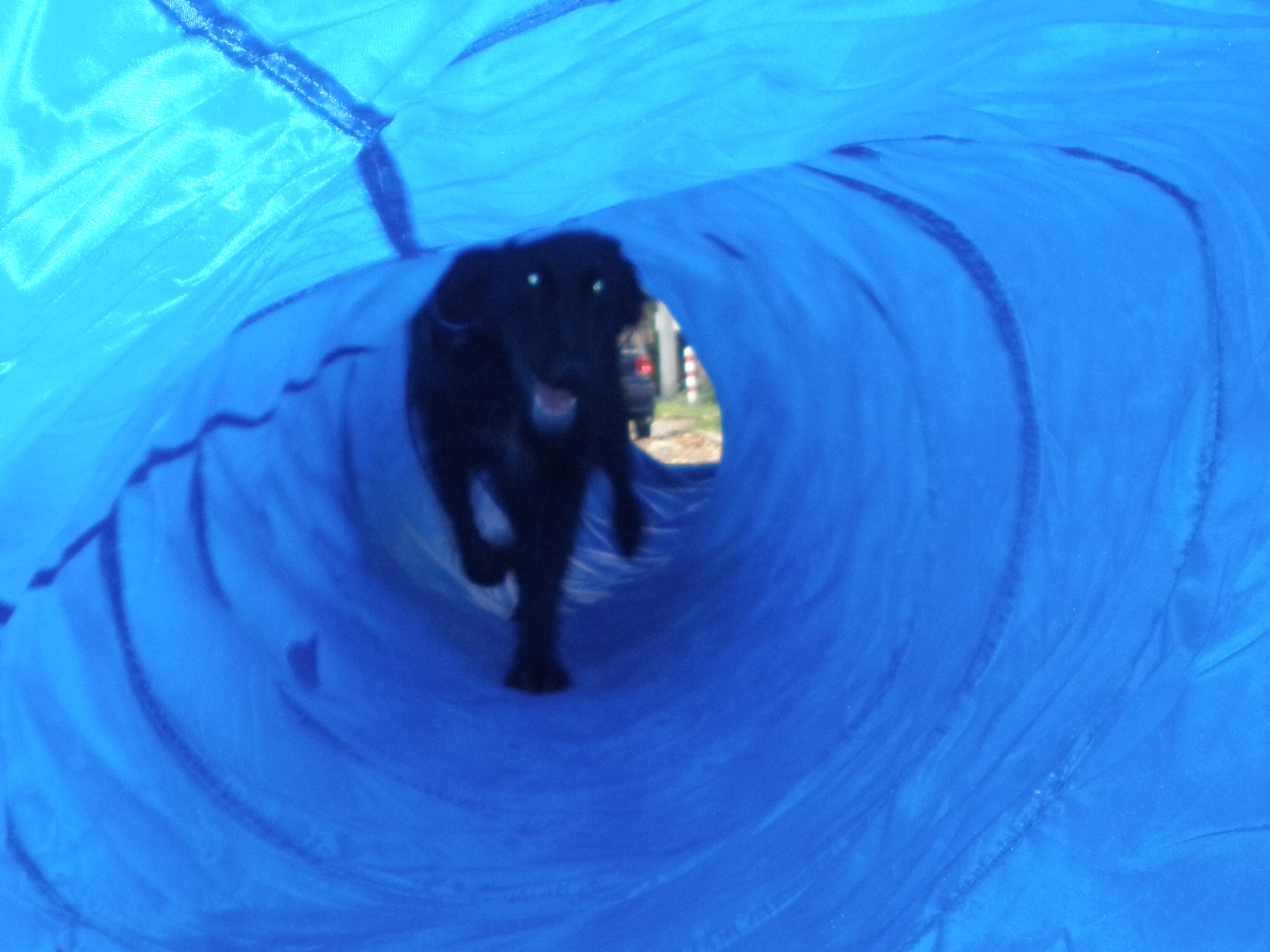 Hundesport 6