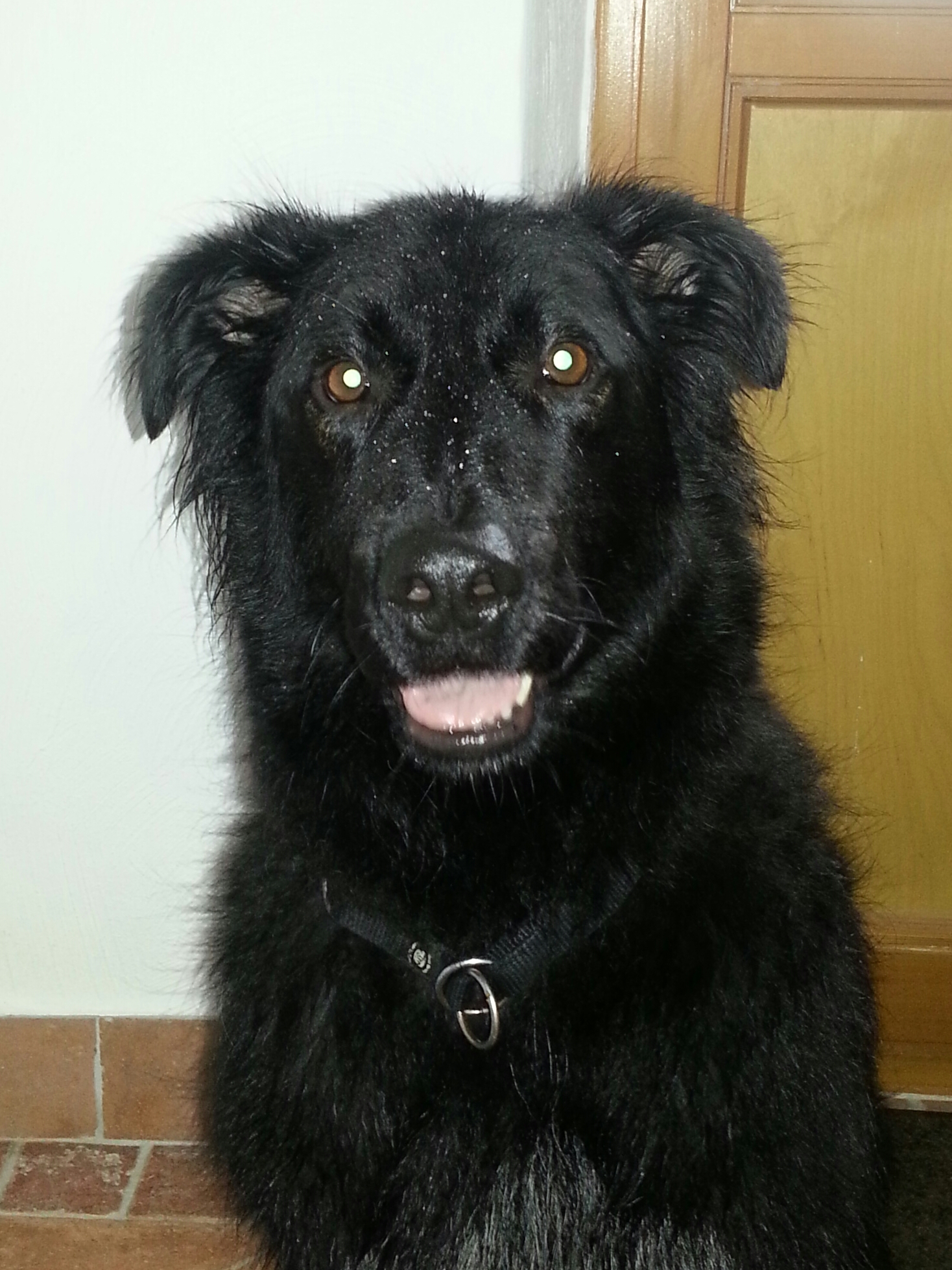 Therapiehund Lennox